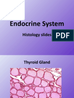 Endocrine System Histology Powerpoint