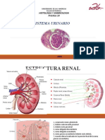 Practica 14 - Sistema Urinario