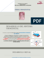 Desarrollo del sistema urogenital
