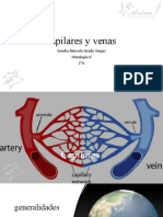 Capilares y Venas