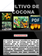 Diapositivas Del Cultivo de Cocona