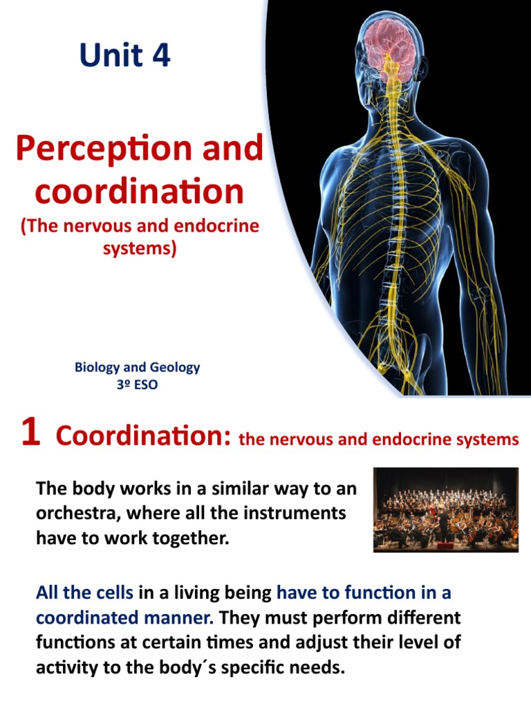 Nervous and Endocrine System Coordination | PDF | Neuron | Synapse
