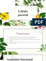 Funciones del lóbulo parietal