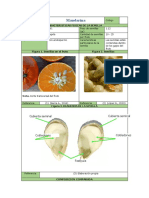 Ficha Final Mandarina