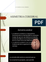 Asimetria Cerebral