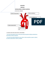 Anatomía I - Sistema arterial, venoso y linfático