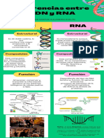 Diferencias Entre ADN y RNA