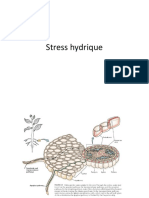 Stress-hydrique-edee