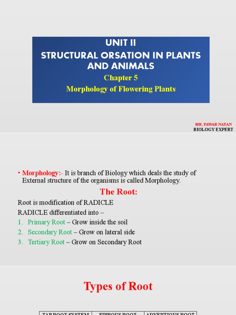 Morphology of Flowering Plants A Comprehensive Explanation of Root