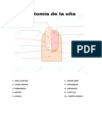 Examen Final Uñas