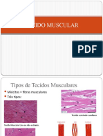 Tecido Muscular