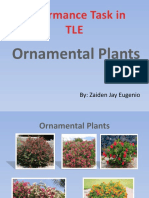 Performance Task in TLE: Ornamental Plants