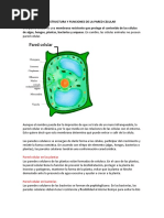 Estructura de la Pared Celular Bacteriana | PDF | Bacterias Gram ...