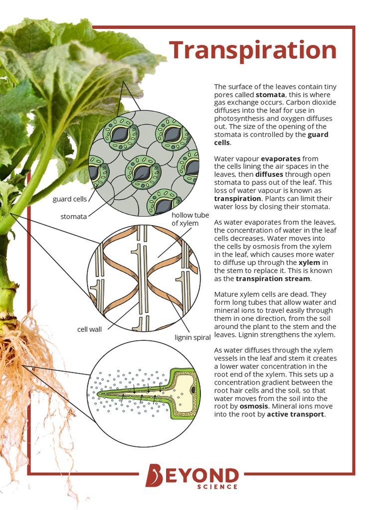 Transpiration Process in Plants | PDF | Stoma | Leaf