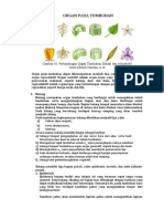 Organ Pada Tumbuhan - Revisi KLP