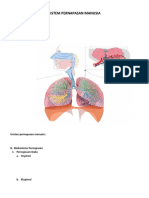 Sistem Pernapasan Manusia (2)