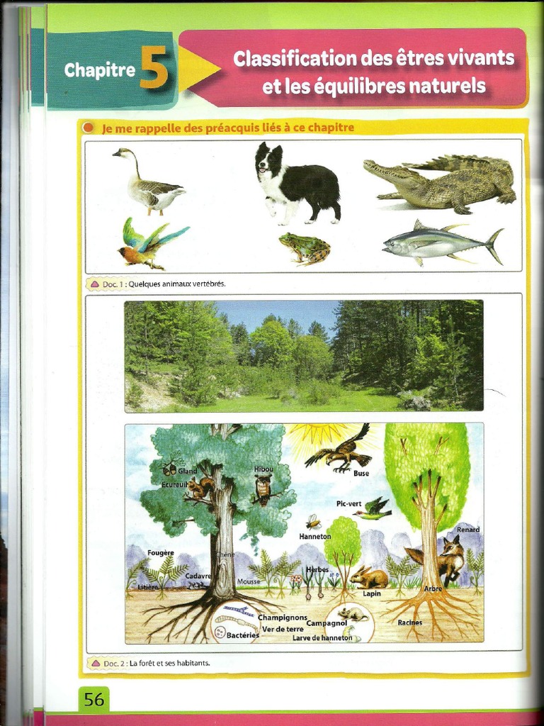 Classification Des Etres Vivants Cours Manuel 2 | PDF