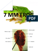 7 MM Frog