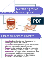 Aparato Digestivo