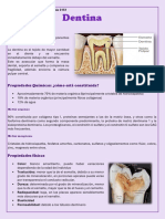 La dentina: componente principal del diente