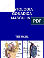 4 iun 2018 - Patologia gonadica masculina - Dr. Martin
