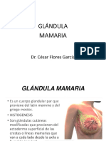 glandula mamaria 2022