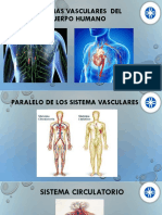 3 Sistemas Vasculares