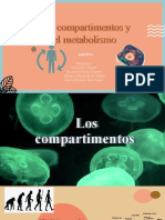 Compartimientos y metabolismo