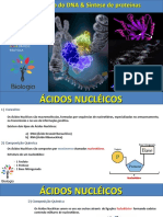 Acidos Nucleicos - Duplicacao Do DNA e Sintese Proteica