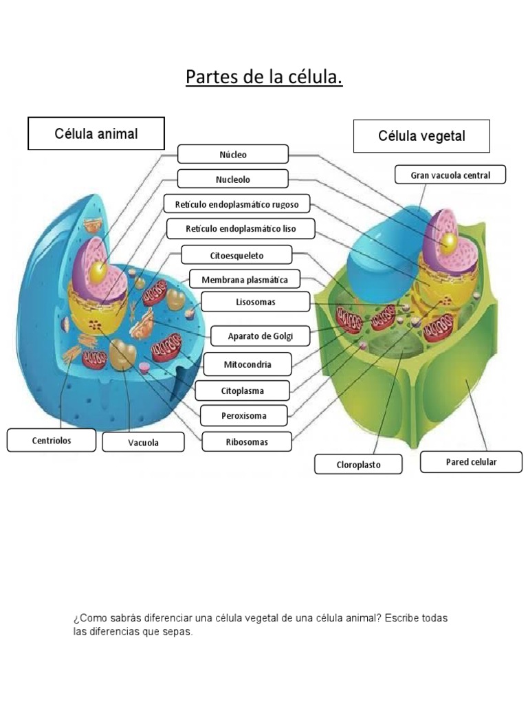 Comparacion de Celulas | PDF