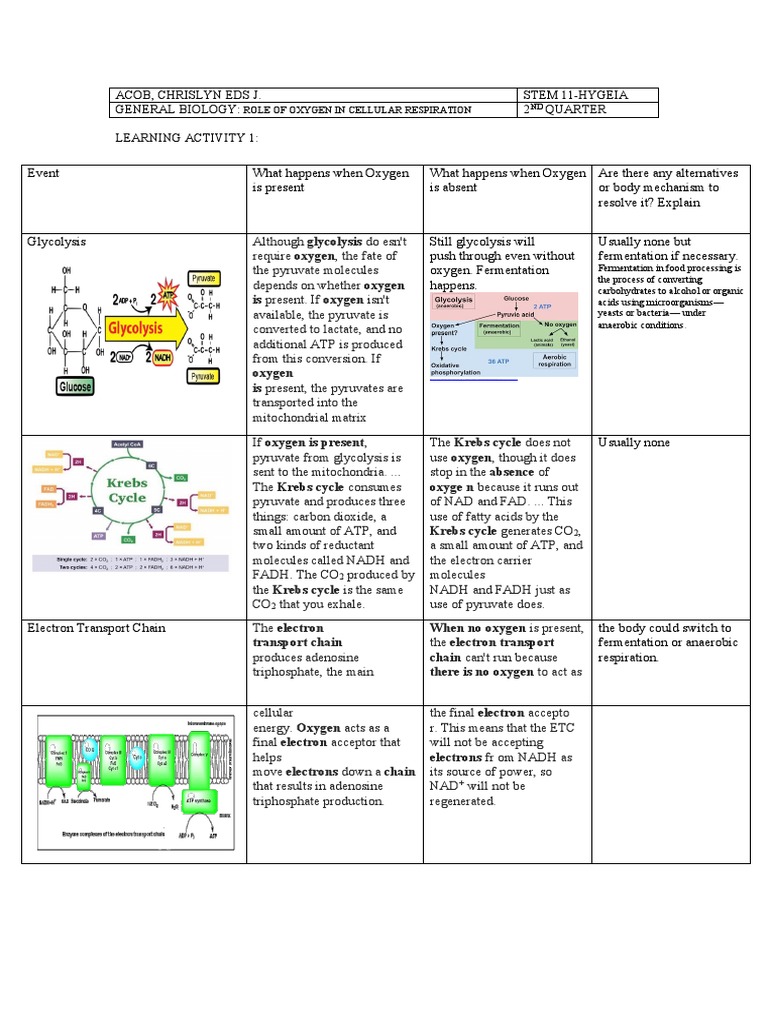 Oxygen's Role in Cellular Respiration | PDF | Cellular Respiration ...
