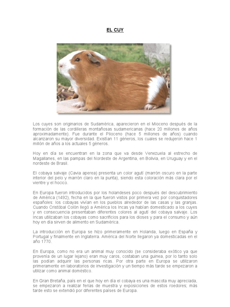 Historia y Distribución del Cuy | PDF | Conejillo de indias | América ...
