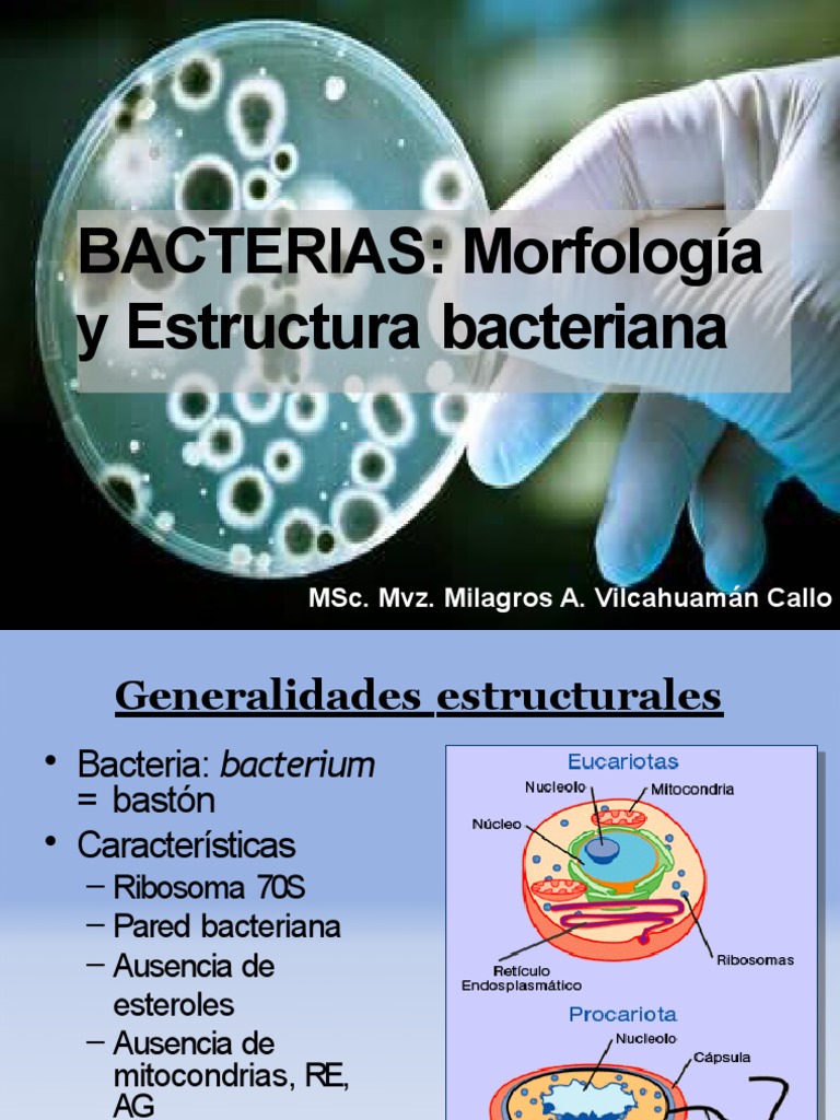 Morfología y Estructura de Bacterias | PDF | Las bacterias | Bacterias ...