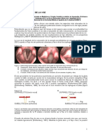 Bases Acusticas Voz 1 5