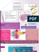 Expo Pancreas