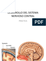 Práctica Embriología Encéfalo