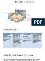 Musculos Del Ano