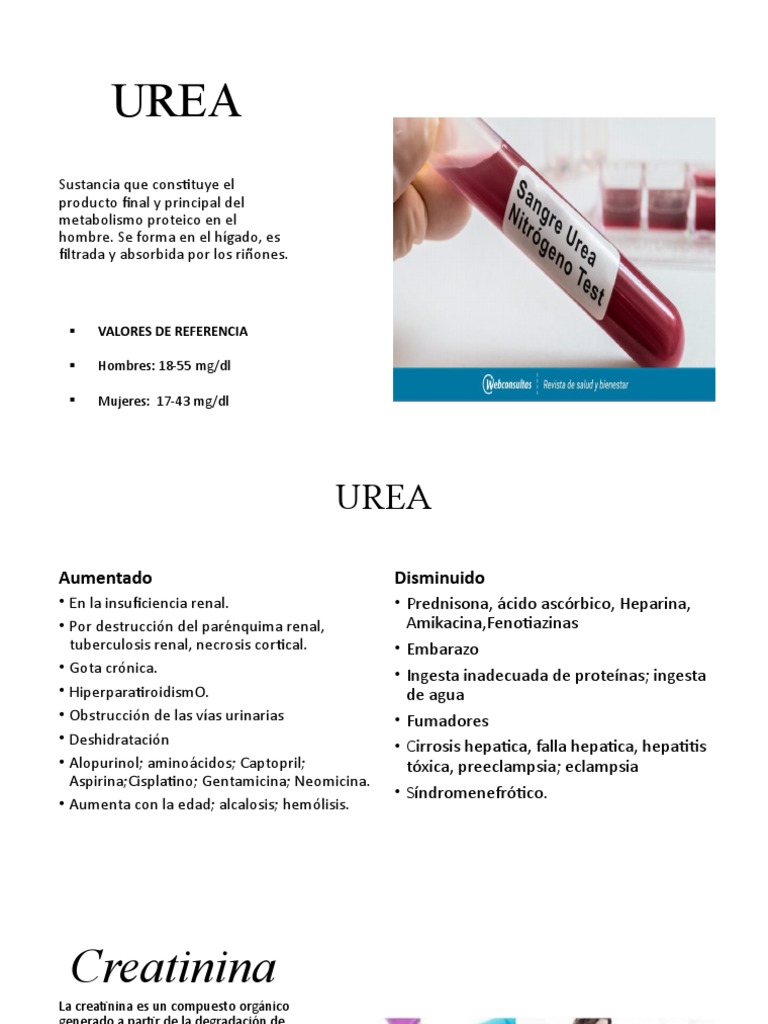 Urea, Creatinina | PDF | Creatinina | Sistema urinario