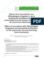 Inoculacion Con Rizophagus