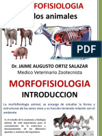 Introduccion Morfofisiologia