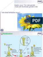 Year 9 Fertilisation and Fruit Dispersal