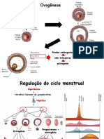 Aula 5 - Gastrulação e Notocorda - Bruno