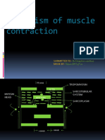 Mechanism of Muscle Contraction