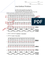 Protein Synthesis Worksheet: ST ND RD TH TH
