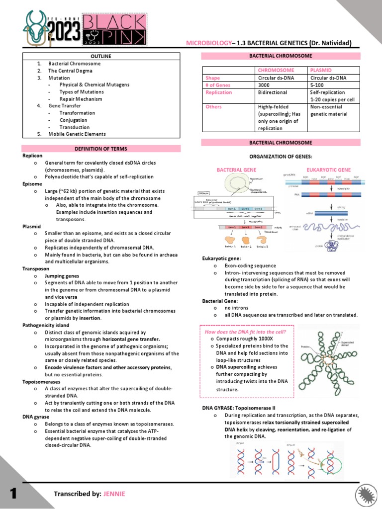 Bacterial Genetics: Chromosomes and Mutations | PDF | Dna | Bacteriophage