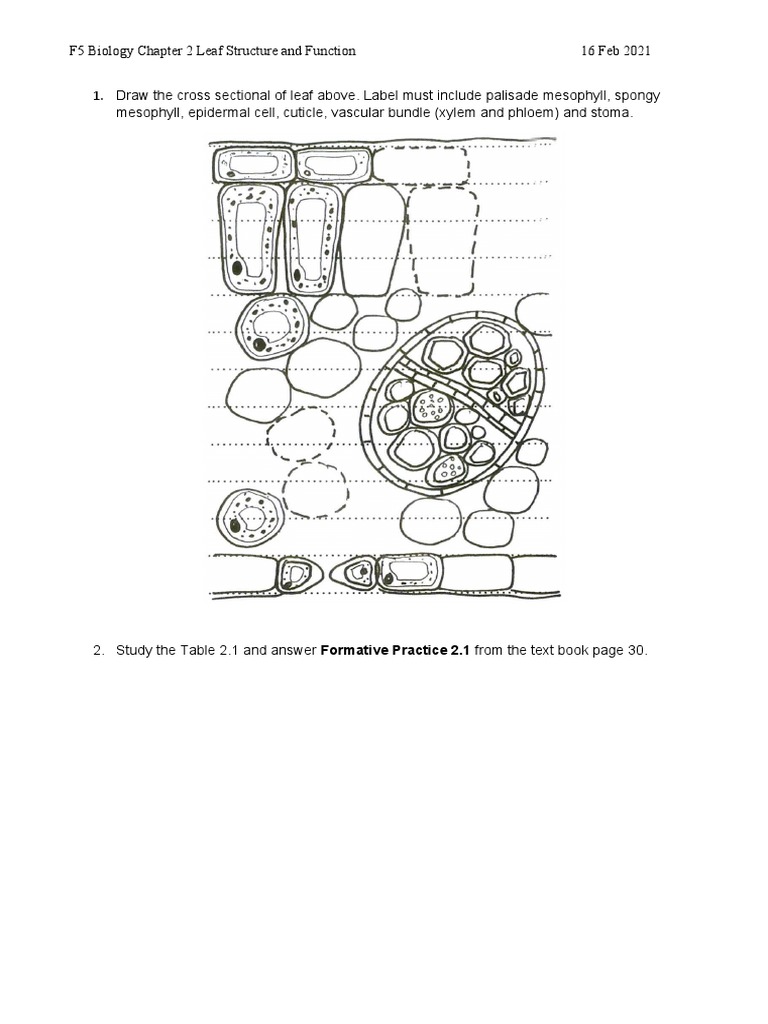 Leaf Structure and Photosynthesis Guide | PDF | Leaf | Stoma