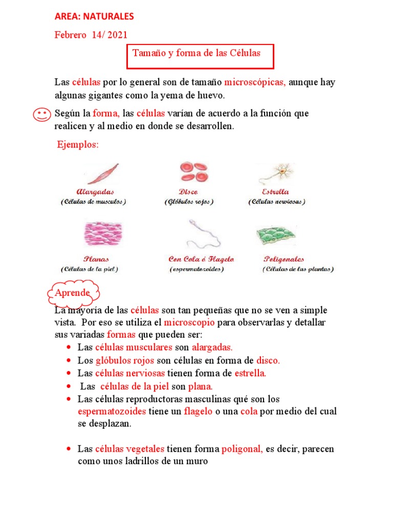 Tamaño y Formas de las Células | PDF