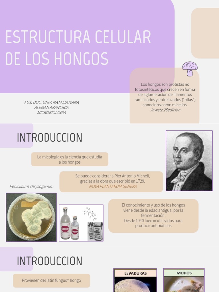 Estructura de Los Hongos - Microbiologia | PDF | Hongo | Pared celular