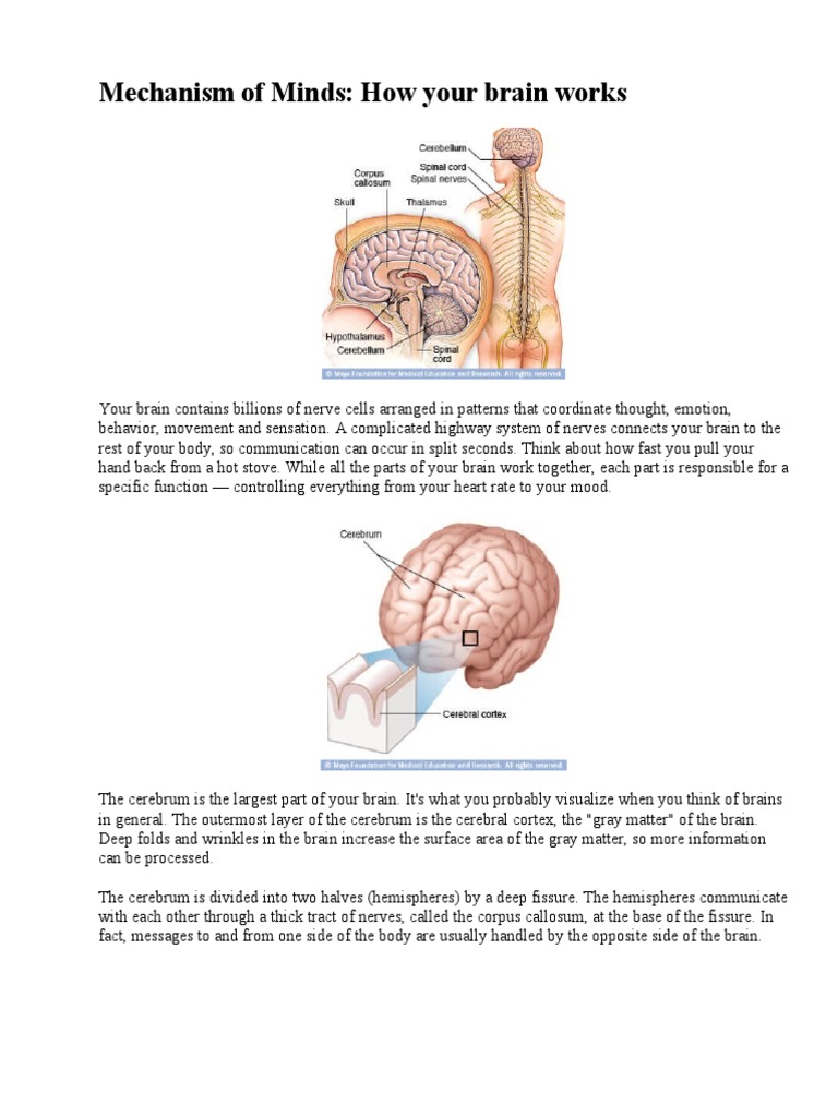 Brain Anatomy & Functions Explained | PDF | Central Nervous System ...