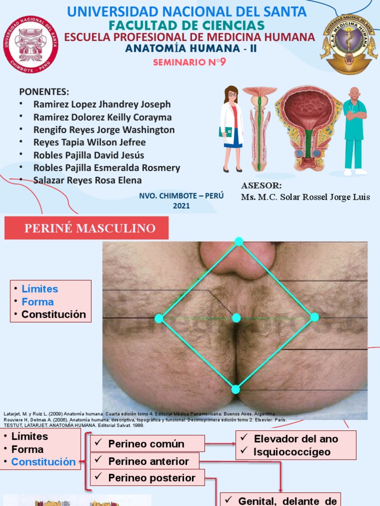 Anatomía del Periné Masculino | PDF | Pelvis | Anatomía